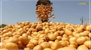 650 ألف طن زيادة.. الصادرات الزراعية المصرية تسجل رقمًا غير مسبوق وتتجاوز 7 ملايين طن.